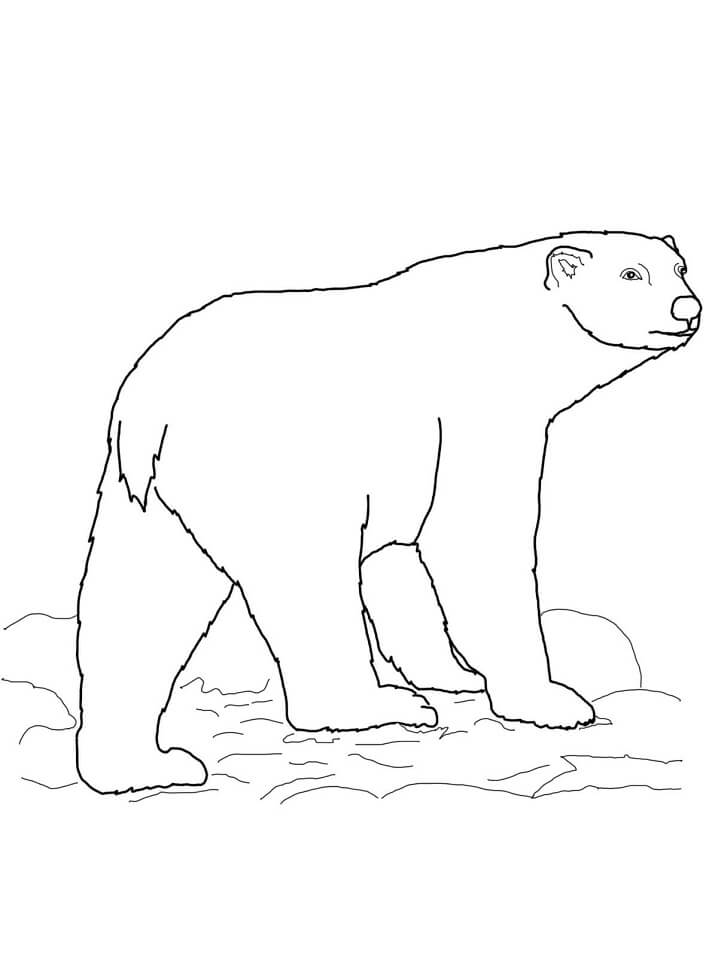 Desenho de Urso para Colorir com Giz de Cera Grátis e Pintar