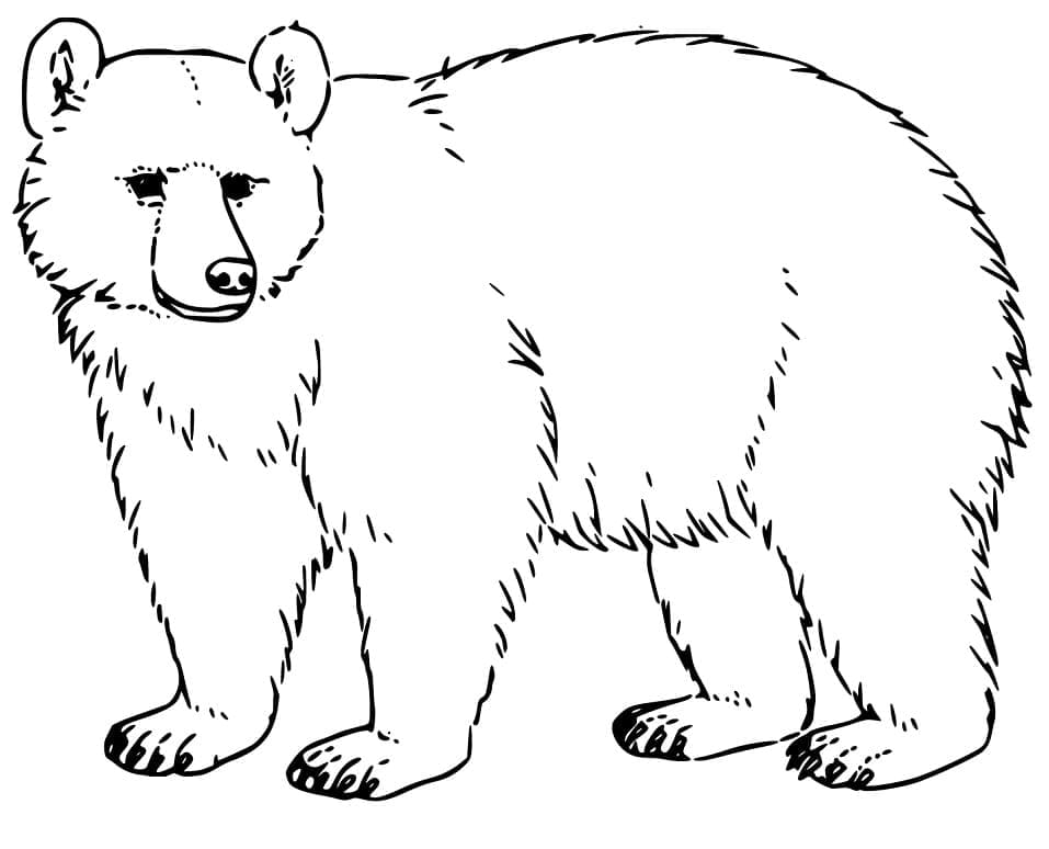 Desenho de Urso para Colorir com Giz de Cera Pdf e Pintar