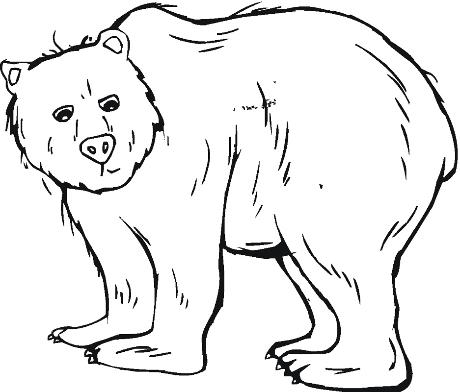 Desenho de Urso para Colorir com Lápis de Cor Download e Pintar