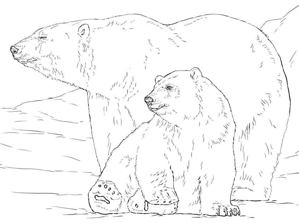 Desenho de Urso para Colorir e Baixar Grátis e Pintar