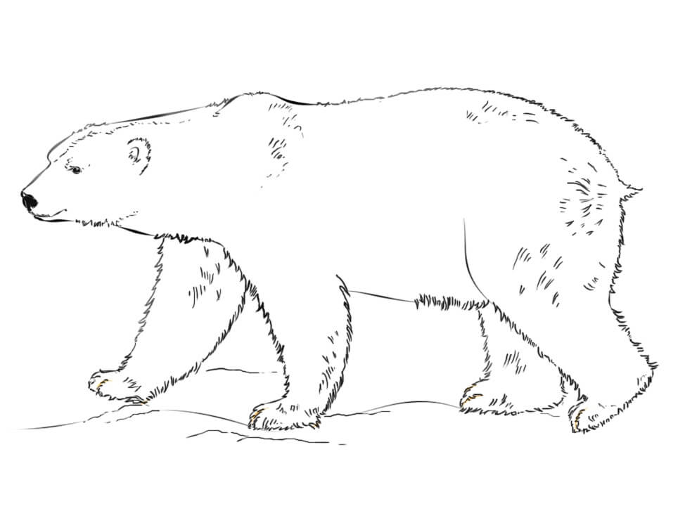 Desenho de Urso para Colorir e Pintar Pdf