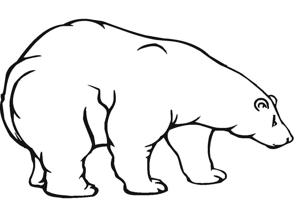 Desenho de Urso para Colorir em Casa Pdf e Pintar