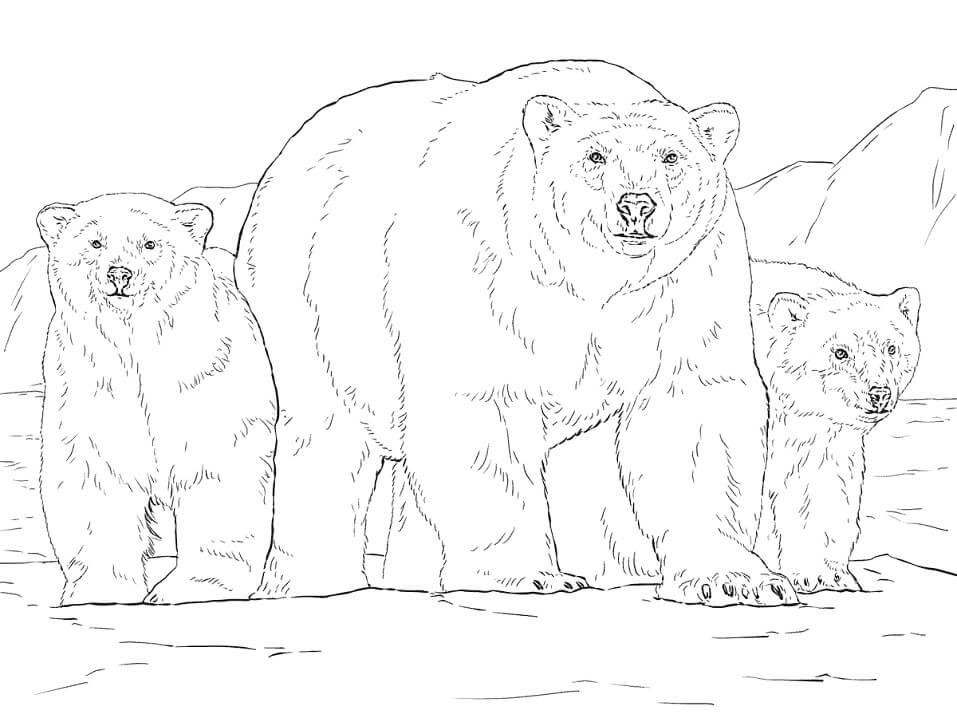 Desenho de Urso para Colorir Grátis Imprimivel e Pintar