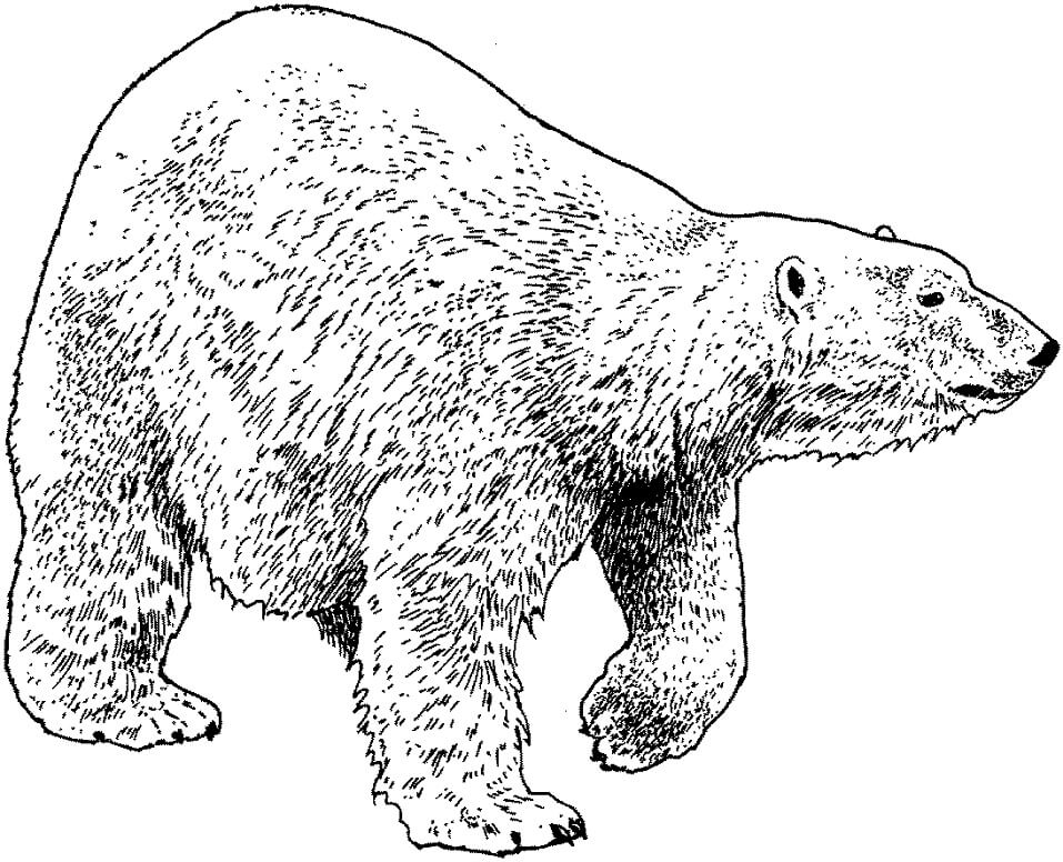 Desenho de Urso para Colorir Pdf Imprimivel e Pintar