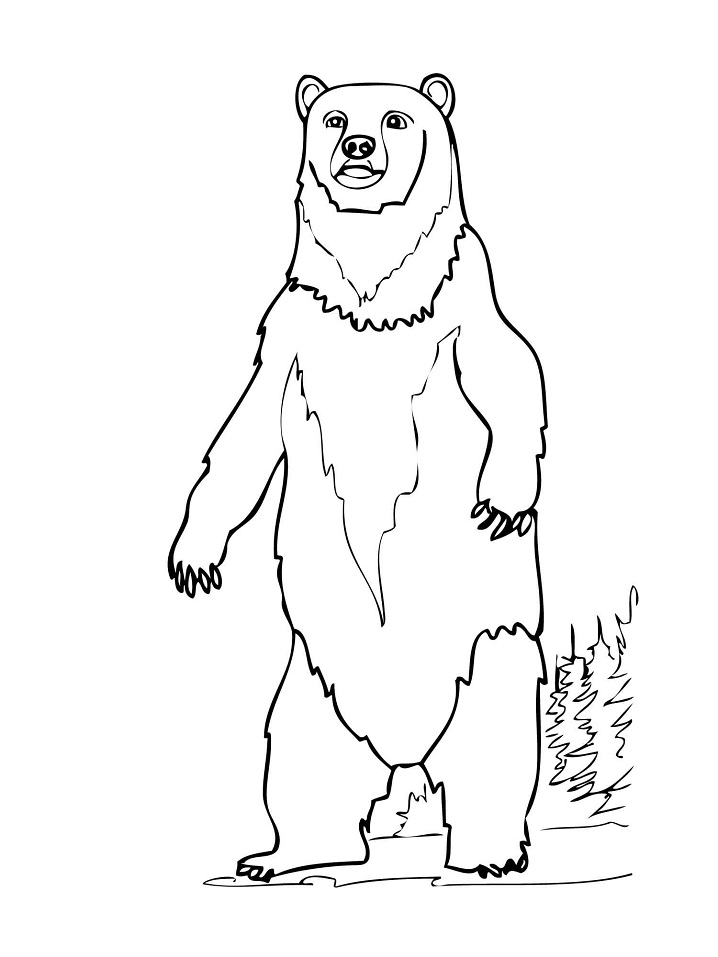 Desenho de Urso para Imprimir Download e Pintar