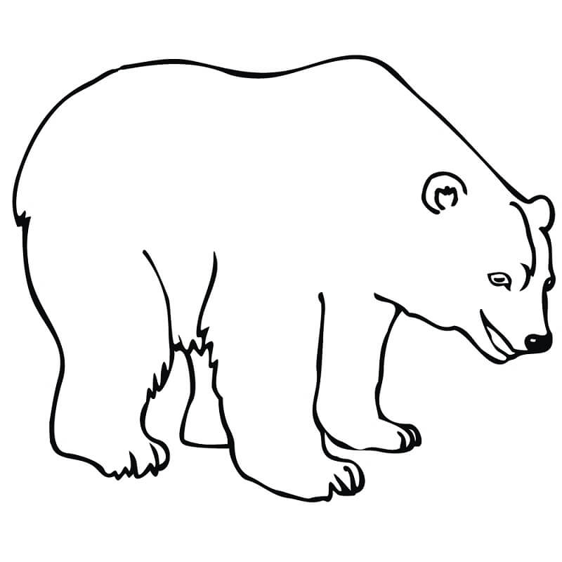Desenho de Urso para Imprimir Download Pdf e Pintar