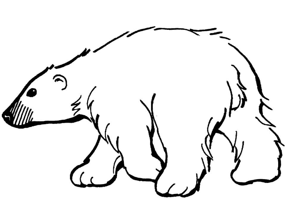 Desenho de Urso para Imprimir e Colorir Pdf e Pintar