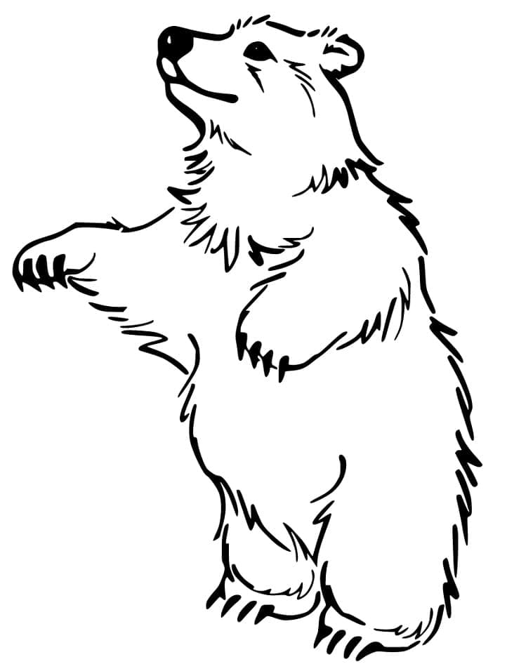Desenho de Urso para Imprimir em Pdf e Pintar