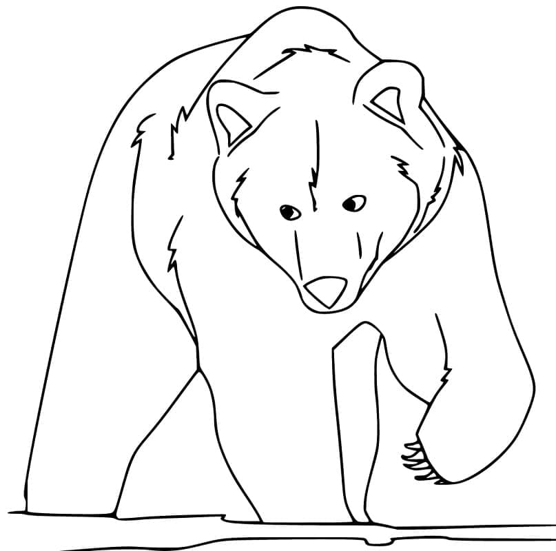 Desenho Grande Urso Pardo para Colorir e Pintar