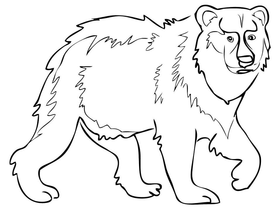 Desenho Urso Marrom para Colorir e Pintar