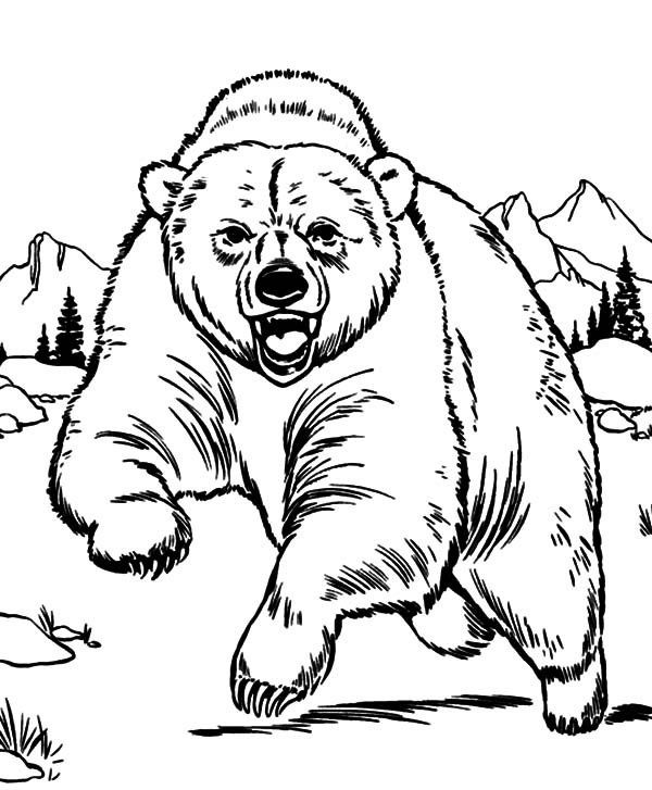 Desenho Urso Pardo para Colorir e Pintar