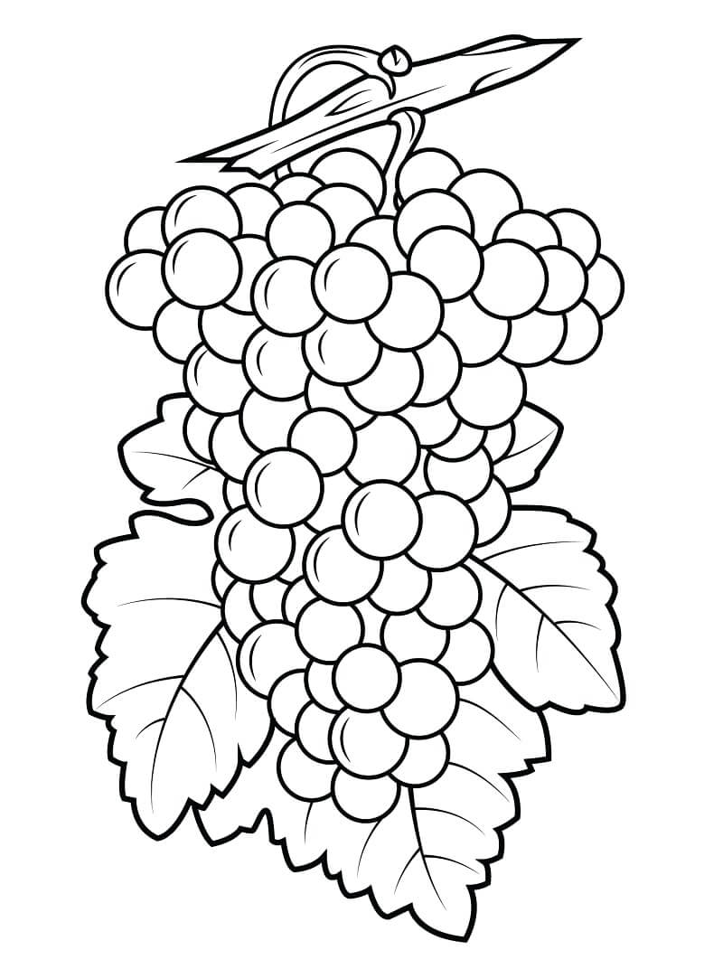 Desenho de Uva para Colorir Download e Pintar
