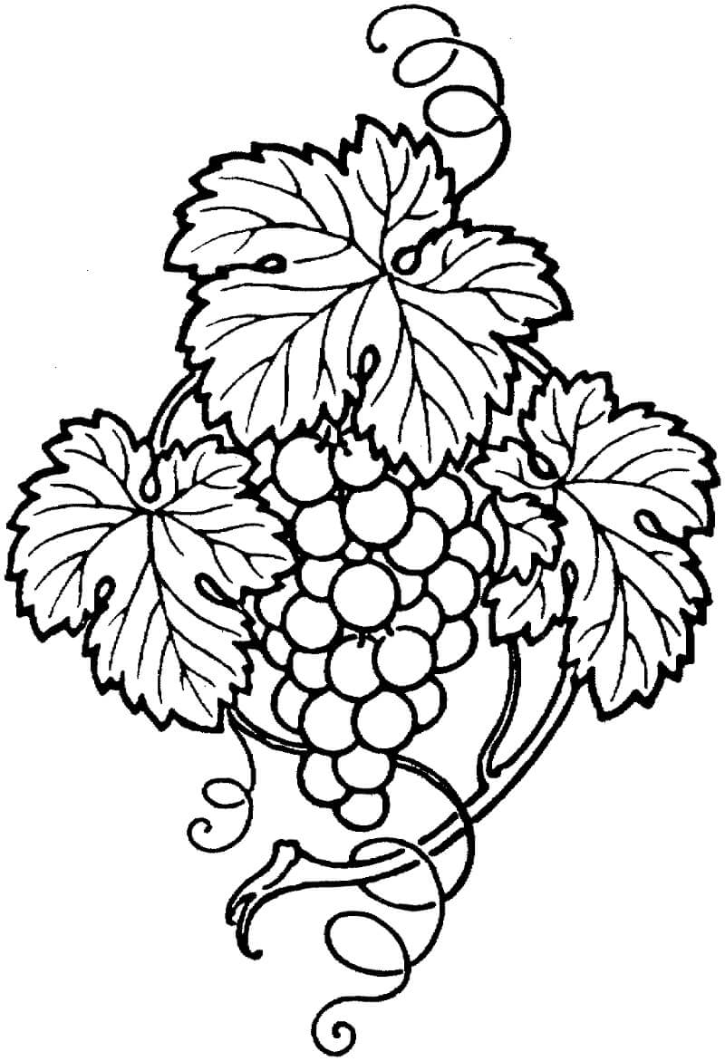 Desenho de Uva para Colorir Imprimivel e Pintar