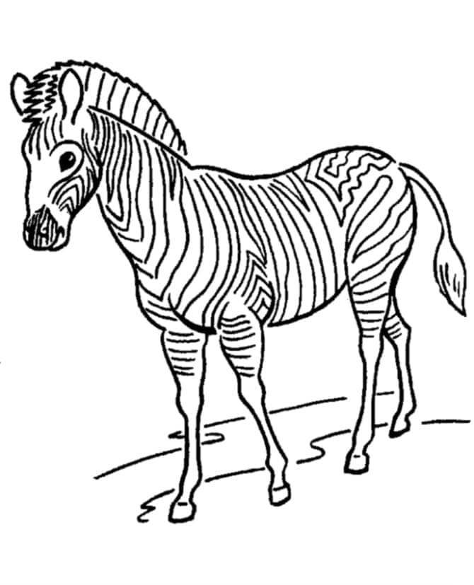 Desenho de uma Zebra para Colorir e Pintar