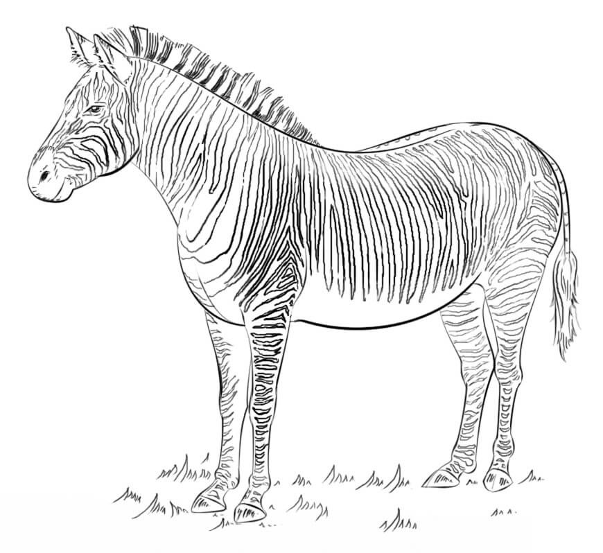 Desenho de Zebra Grátis Pdf para Colorir e Pintar
