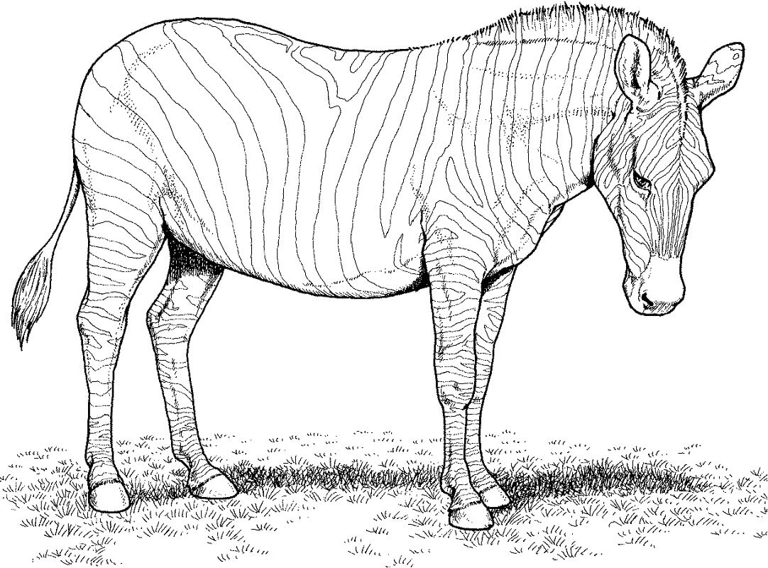Desenho de Zebra Imprimivel Pdf para Colorir e Pintar