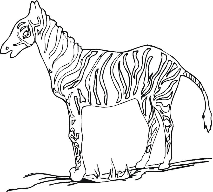 Desenho de Zebra para Colorir Download e Pintar