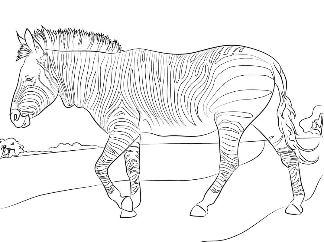 Desenho de Zebra para Imprimir Download e Pintar