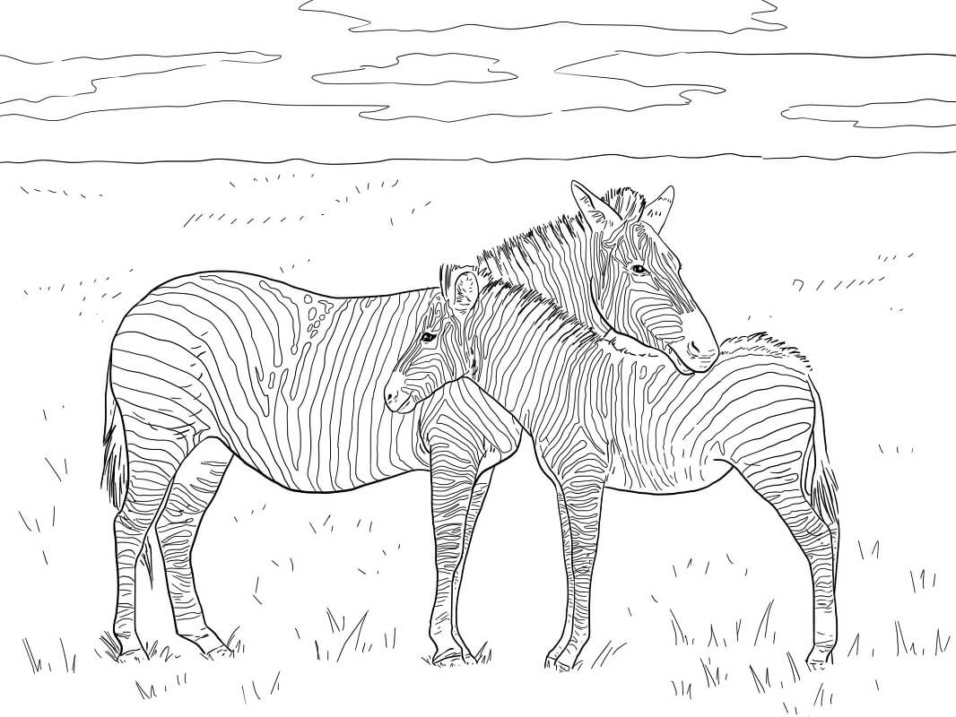 Desenho de Zebra para Pintar Download