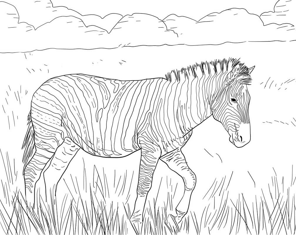 Desenho de Zebra para Pintar Imprimivel